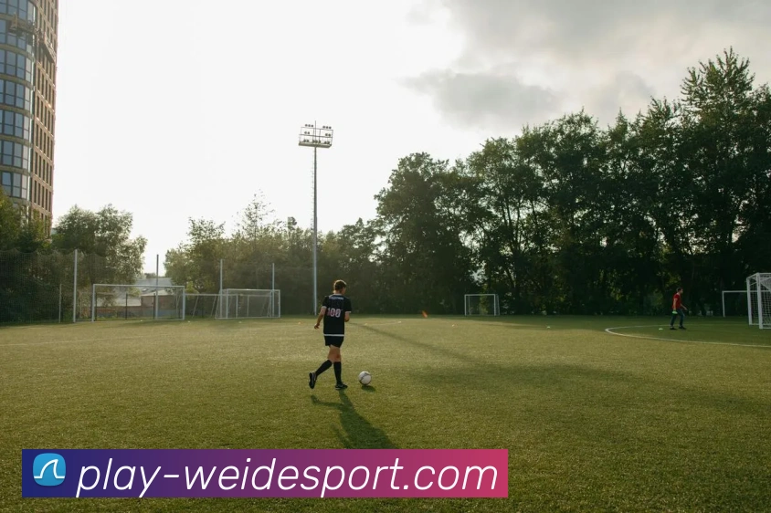 伟德体育平台生态图